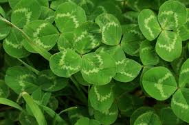 Attēlu rezultāti vaicājumam “Trifolium repens leaf”