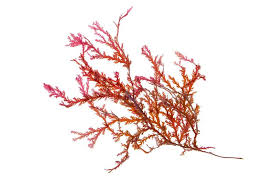 Attēlu rezultāti vaicājumam “Rhodophyta”