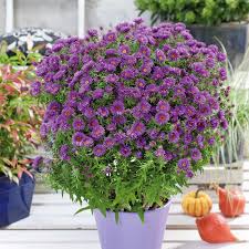 Image result for Aster