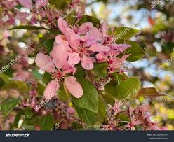 Attēlu rezultāti vaicājumam “Malus sylvestris”