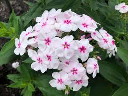 Attēlu rezultāti vaicājumam “Polemoniaceae”