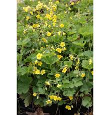 Attēlu rezultāti vaicājumam “Waldsteinia geoides”