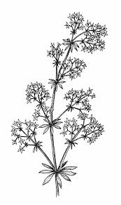 Attēlu rezultāti vaicājumam “Galium album fruit”