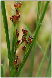 Attēlu rezultāti vaicājumam “Juncus gerardii bud”