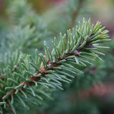 Attēlu rezultāti vaicājumam “Pseudotsuga menziesii”