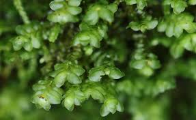 Attēlu rezultāti vaicājumam “Scapania nemorea”