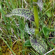Attēlu rezultāti vaicājumam “Dactylorhiza incarnata leaf”