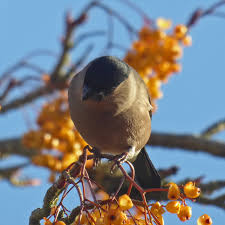 Attēlu rezultāti vaicājumam “Pyrrhula pyrrhula female”