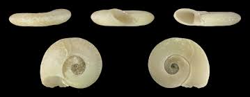 Attēlu rezultāti vaicājumam “Planorbis planorbis”