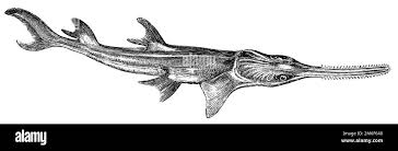 Image result for Pristis pectinata