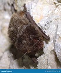 Attēlu rezultāti vaicājumam “Barbastella barbastellus”