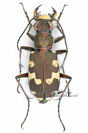 Attēlu rezultāti vaicājumam “Cicindela hybrida”