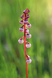 Attēlu rezultāti vaicājumam “Pyrola minor flower”