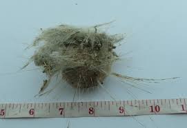 Image result for Vazella pourtalesii