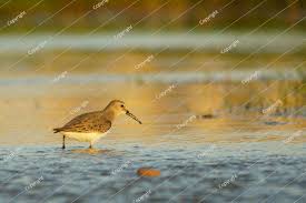Attēlu rezultāti vaicājumam “Calidris ferruginea”