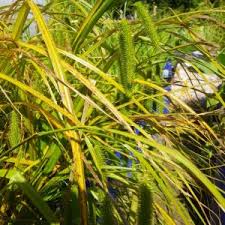 Attēlu rezultāti vaicājumam “Carex acutiformis leaf”