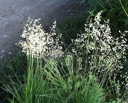 Attēlu rezultāti vaicājumam “Briza media flower”