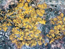 Attēlu rezultāti vaicājumam “Caloplaca scopularis”