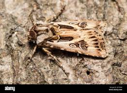 Attēlu rezultāti vaicājumam “Agrotis vestigialis”