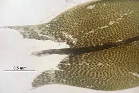 Attēlu rezultāti vaicājumam “Bryum weigelii”