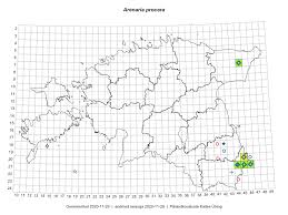 Attēlu rezultāti vaicājumam “Arenaria procera”