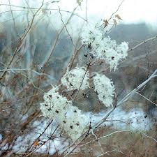 Attēlu rezultāti vaicājumam “Clematis fruit”