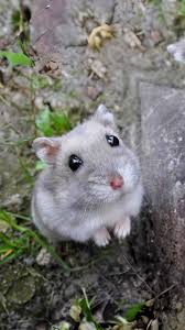 Image result for Gerbil