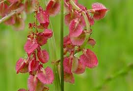 Attēlu rezultāti vaicājumam “Rumex acetosa”