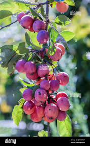 Attēlu rezultāti vaicājumam “Malus purpurea leaf”