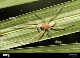 Attēlu rezultāti vaicājumam “Cheiracanthium sp.”