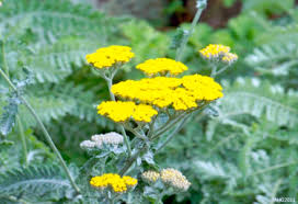 Attēlu rezultāti vaicājumam “Achillea millefolium leaf”
