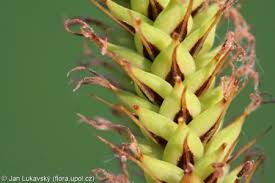 Attēlu rezultāti vaicājumam “Carex acutiformis flower”