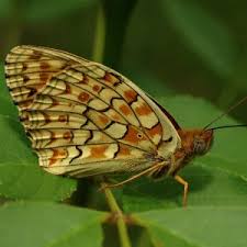Attēlu rezultāti vaicājumam “Argynnis niobe underside”