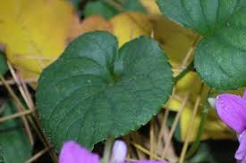 Attēlu rezultāti vaicājumam “Viola rupestris leaf”