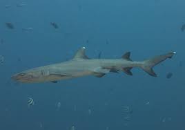 Image result for Triaenodon obesus