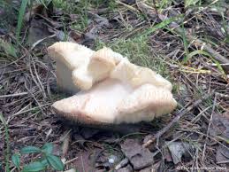 Attēlu rezultāti vaicājumam “Hericium cirrhatum”