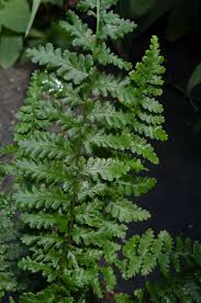 Attēlu rezultāti vaicājumam “Dryopteris cristata”