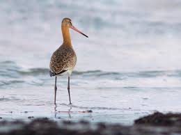 Attēlu rezultāti vaicājumam “Licea pusilla”