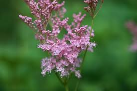 Attēlu rezultāti vaicājumam “Usnea filipendula”