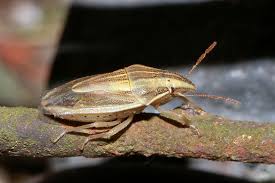 Attēlu rezultāti vaicājumam “Aelia acuminata”