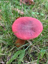 Attēlu rezultāti vaicājumam “Hypnum cupressiforme var. lacunosum”