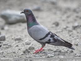 Attēlu rezultāti vaicājumam “Columba livia f. domestica”