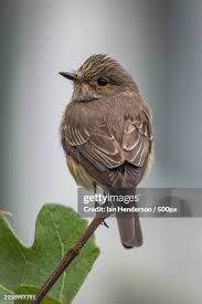 Attēlu rezultāti vaicājumam “Muscicapa striata”