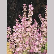 Image result for Salvia sclarea