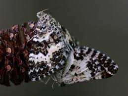 Attēlu rezultāti vaicājumam “Epirrhoe tristata imago”