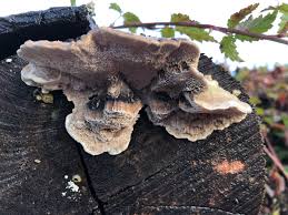 Attēlu rezultāti vaicājumam “Antrodia gossypium”