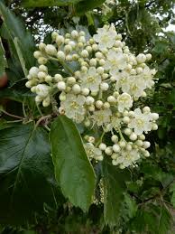 Attēlu rezultāti vaicājumam “Sorbus intermedia”