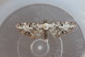 Attēlu rezultāti vaicājumam “Eupithecia succenturiata”