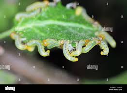 Attēlu rezultāti vaicājumam “Pristiphora maesta”