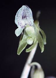 Attēlu rezultāti vaicājumam “Epipogium aphyllum”